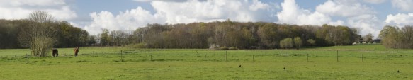 Bos in het landschap te Ursel.