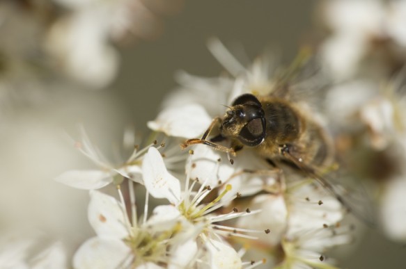 Insect op bloeiende sleedoorn