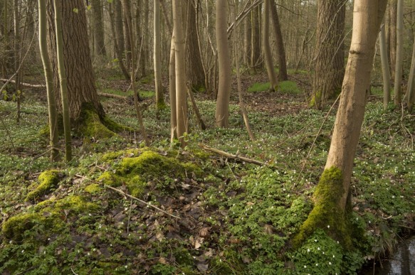 Bos in de lente.