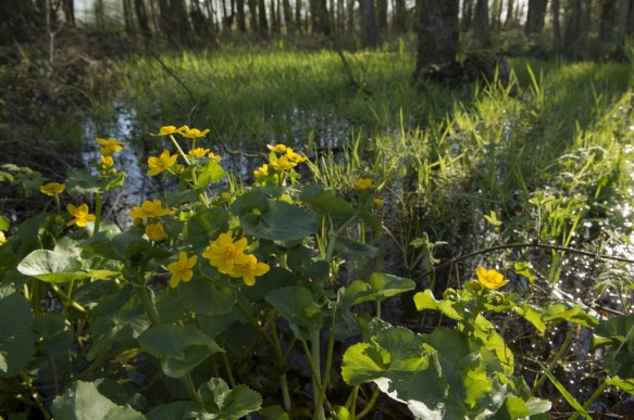 Dotterbloem