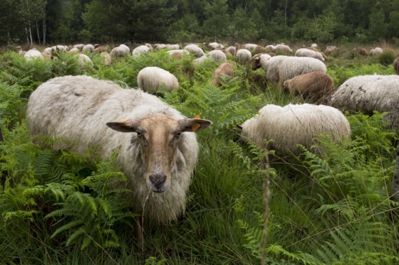 Schapenbegrazing