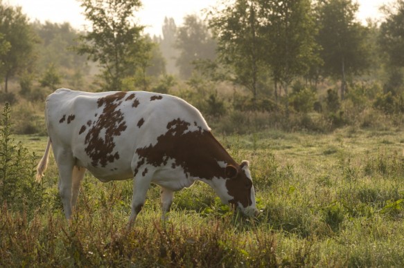 Natuurbeheer met koeien.