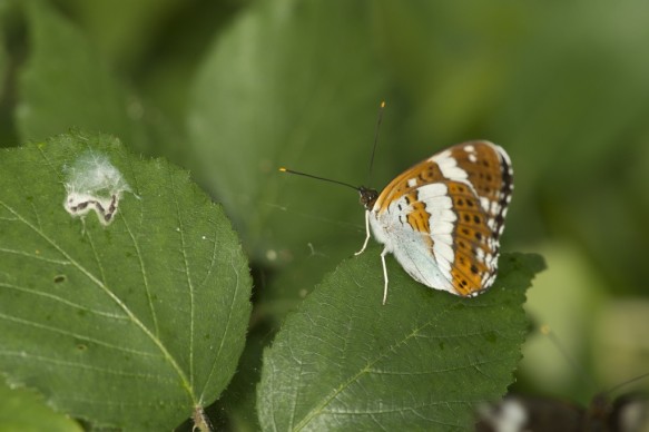 Kleine ijsvogelvlinder