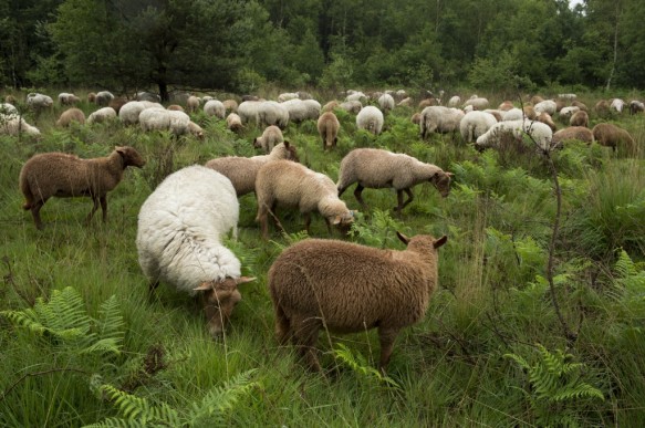Schapenbegrazing