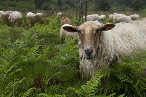 Schapenbegrazing