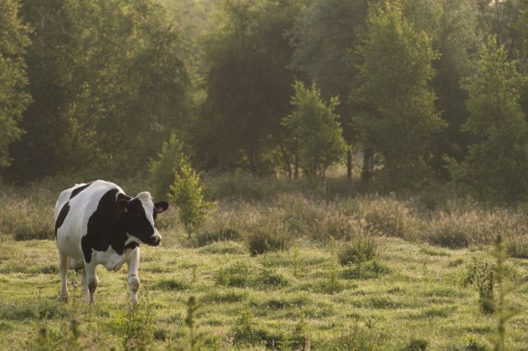 Natuurbeheer met koeien.