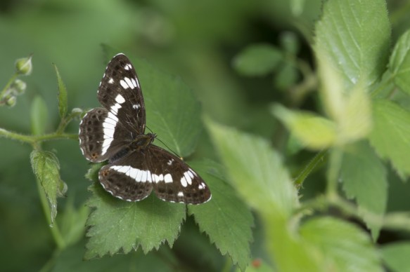 Kleine ijsvogelvlinder