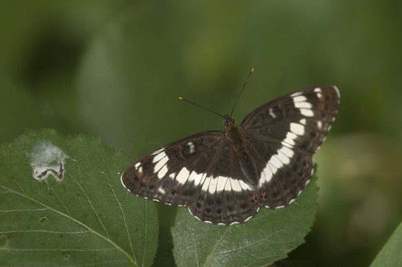 Kleine ijsvogelvlinder