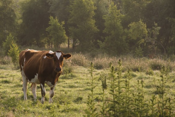 Natuurbeheer met koeien.