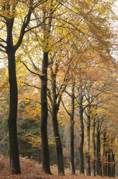 Beuken in de herfst.