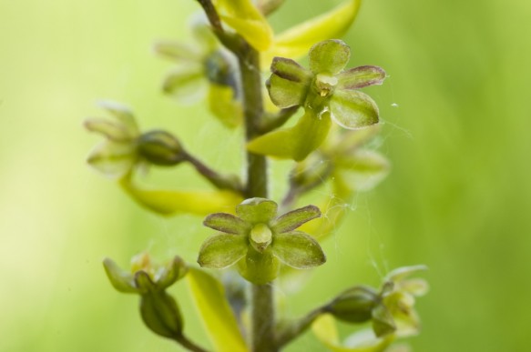 Grote keverorchis