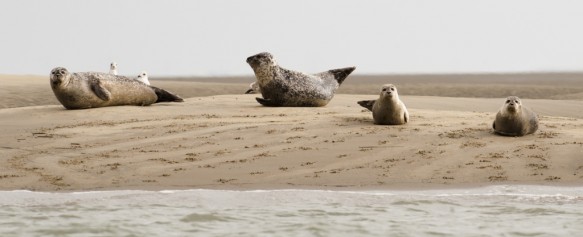 Gewone zeehond.