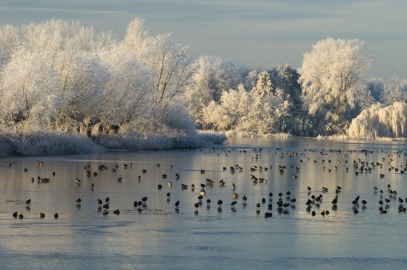 Hollandersgatkreek