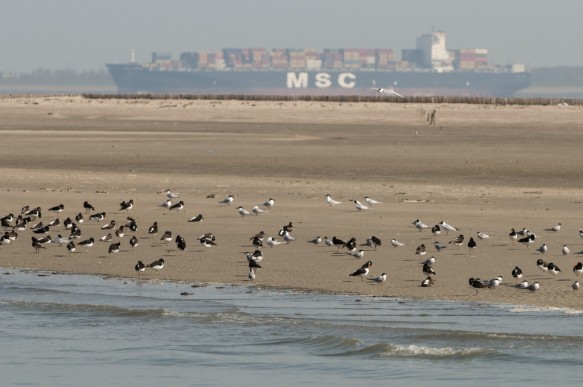 Westerschelde