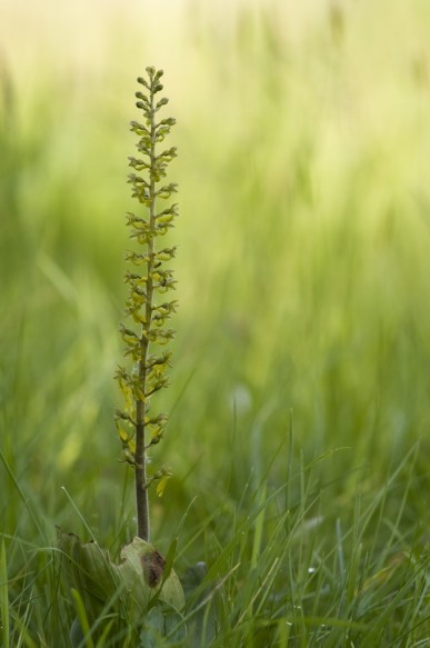 Grote keverorchis