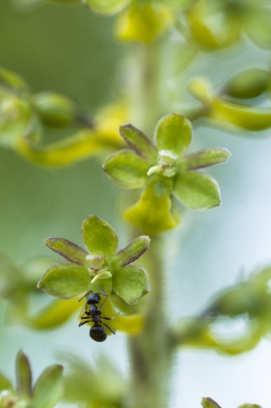 Grote keverorchis