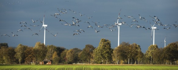 Vogels nabij een windmolen.