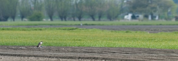 Slechtvalk in de polder.