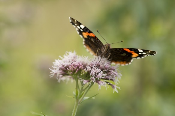 Atalanta