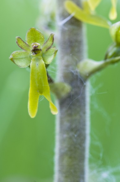 Grote keverorchis