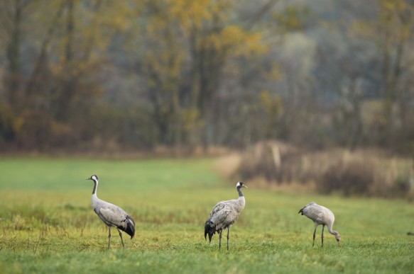 Kraanvogels