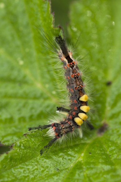 Rups van witvlakvlinder.