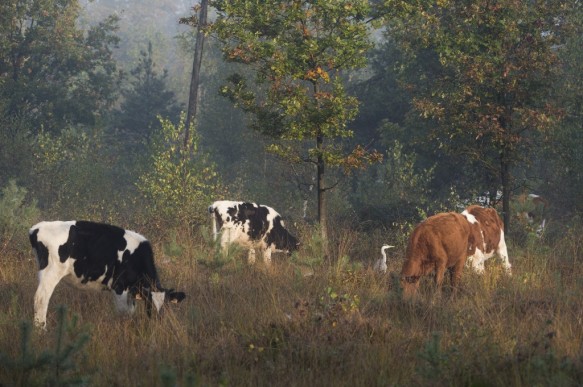 Begrazing van koeien in het Maldegemveld.