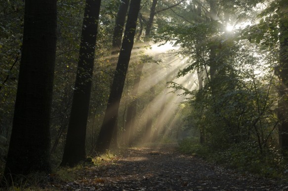 Sfeer in het bos