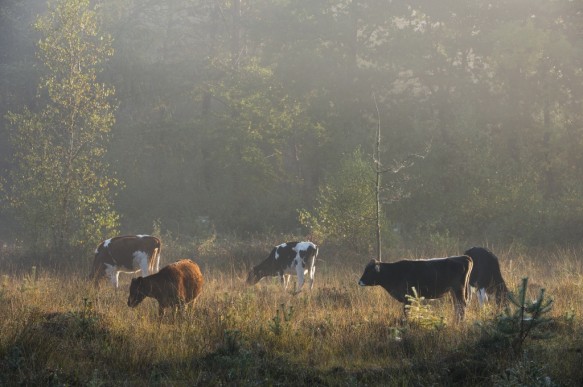 Begrazing met Koeien in het Maldegemveld.