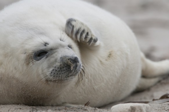 Grijze zeehond