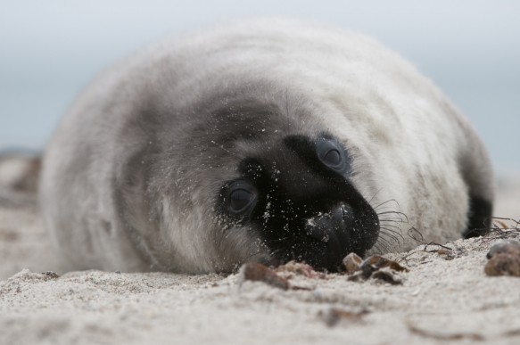 Jong van grijze zeehond