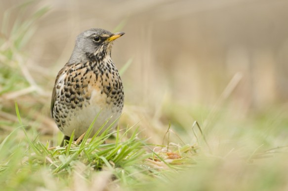 Kramsvogel
