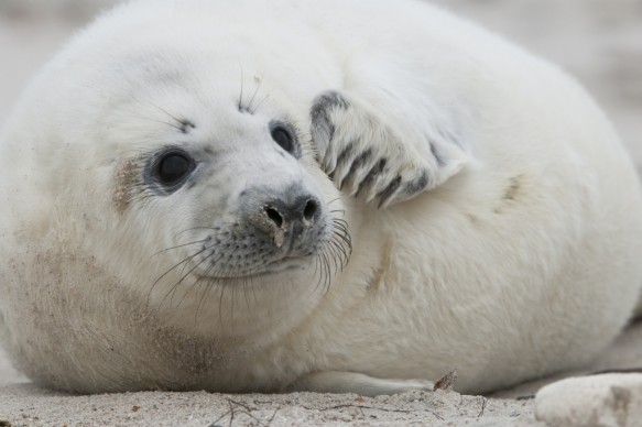 Jong van grijze zeehond