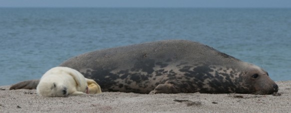 Grijze zeehond