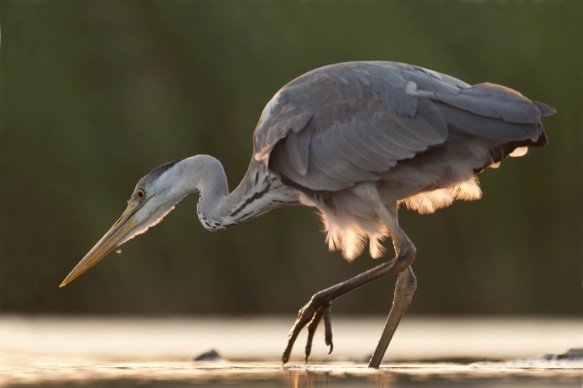 Blauwe reiger