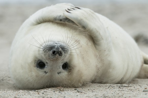 Grijze zeehond