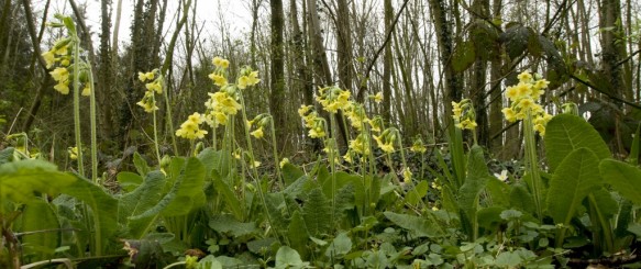 Slanke sleutelbloem