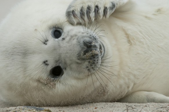 Grijze zeehond