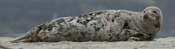 Grijze zeehond