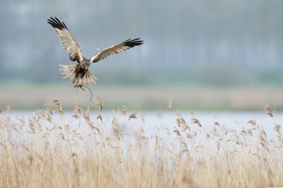 Bruine kiekendief