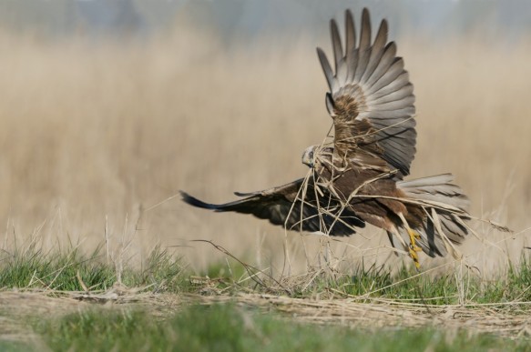 Bruine kiekendief