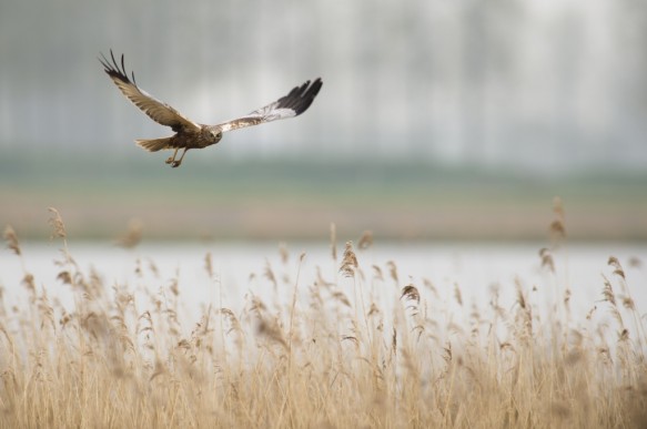Bruine kiekendief