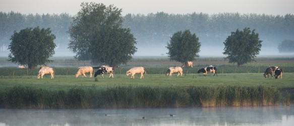 Grazende koeien