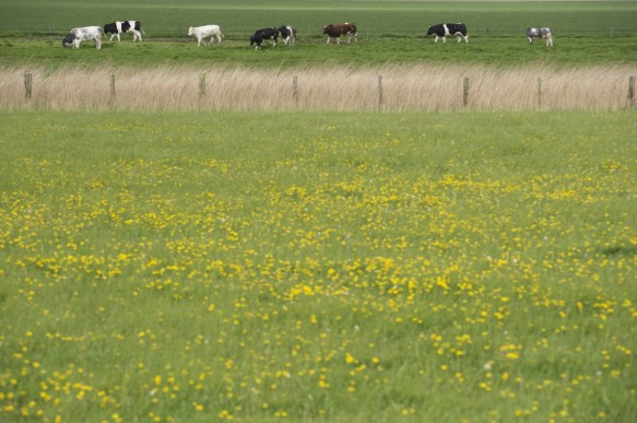 Grasland met koeien.