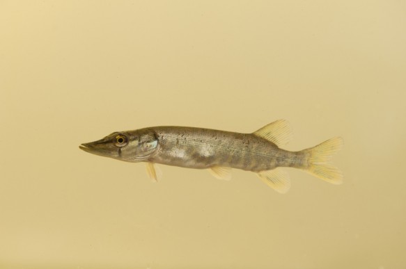 Snoek