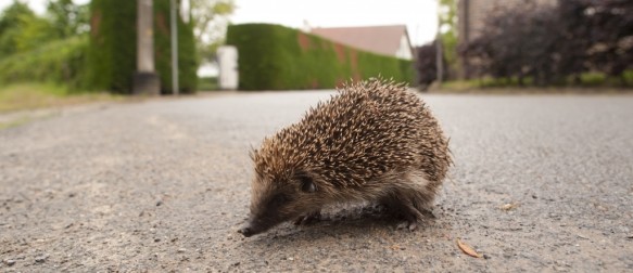 Egel