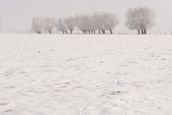 Winter in de polder.