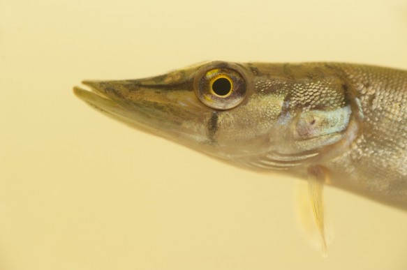 Snoek