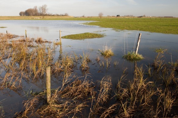 Poldergrasland.