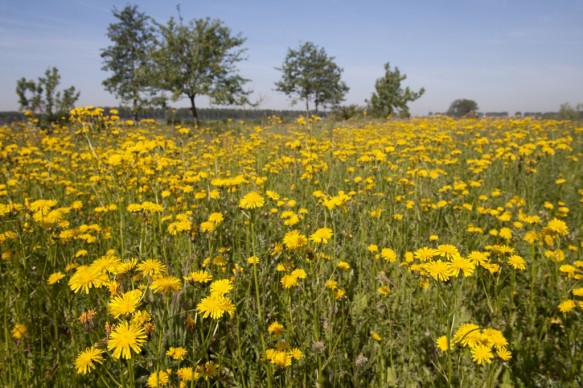 Paardenbloemen.